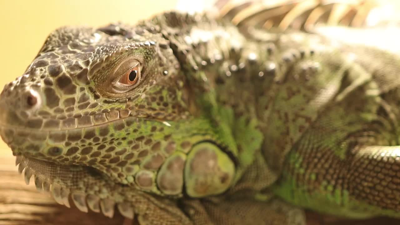 绿色鬣蜥的特写镜头视频下载