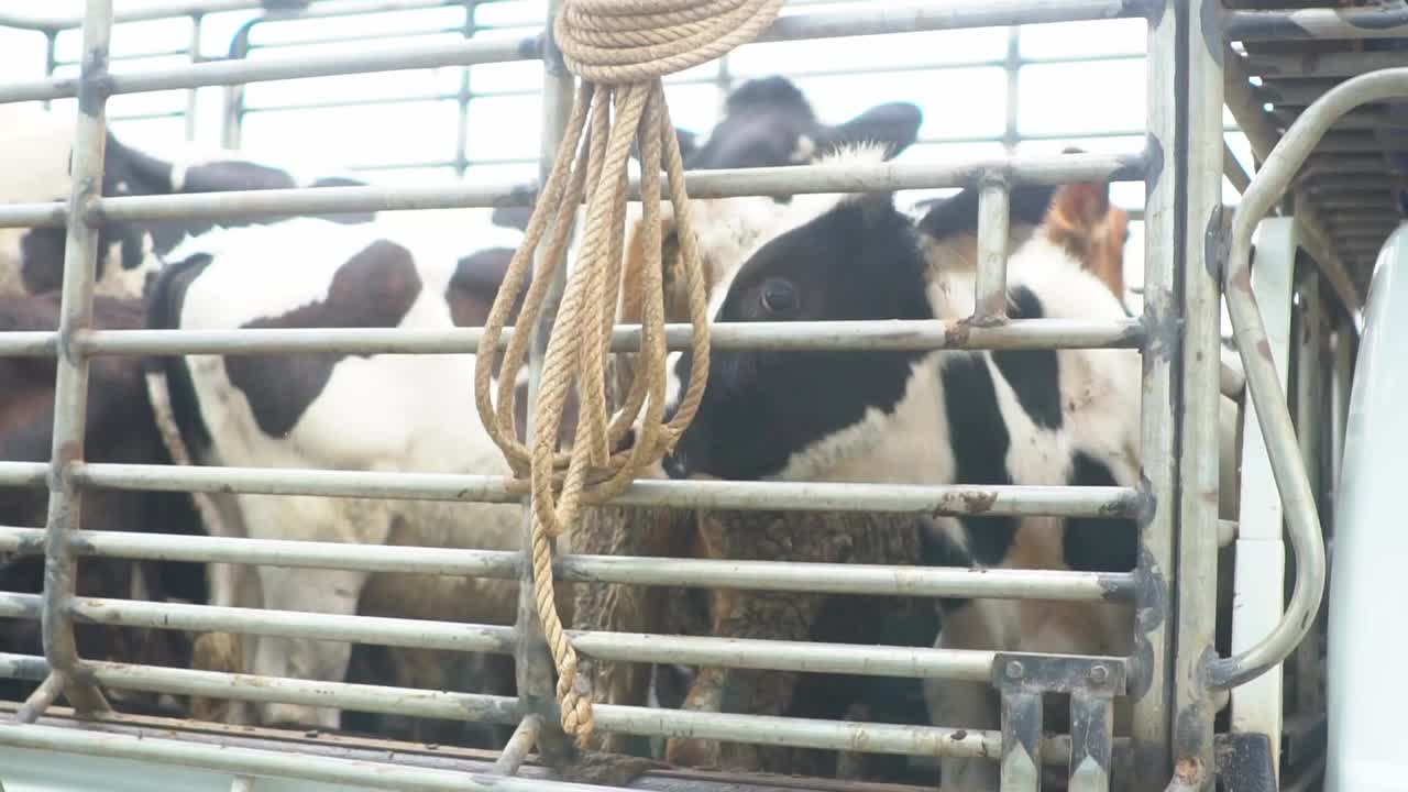 在牲口棚里喂牛视频下载