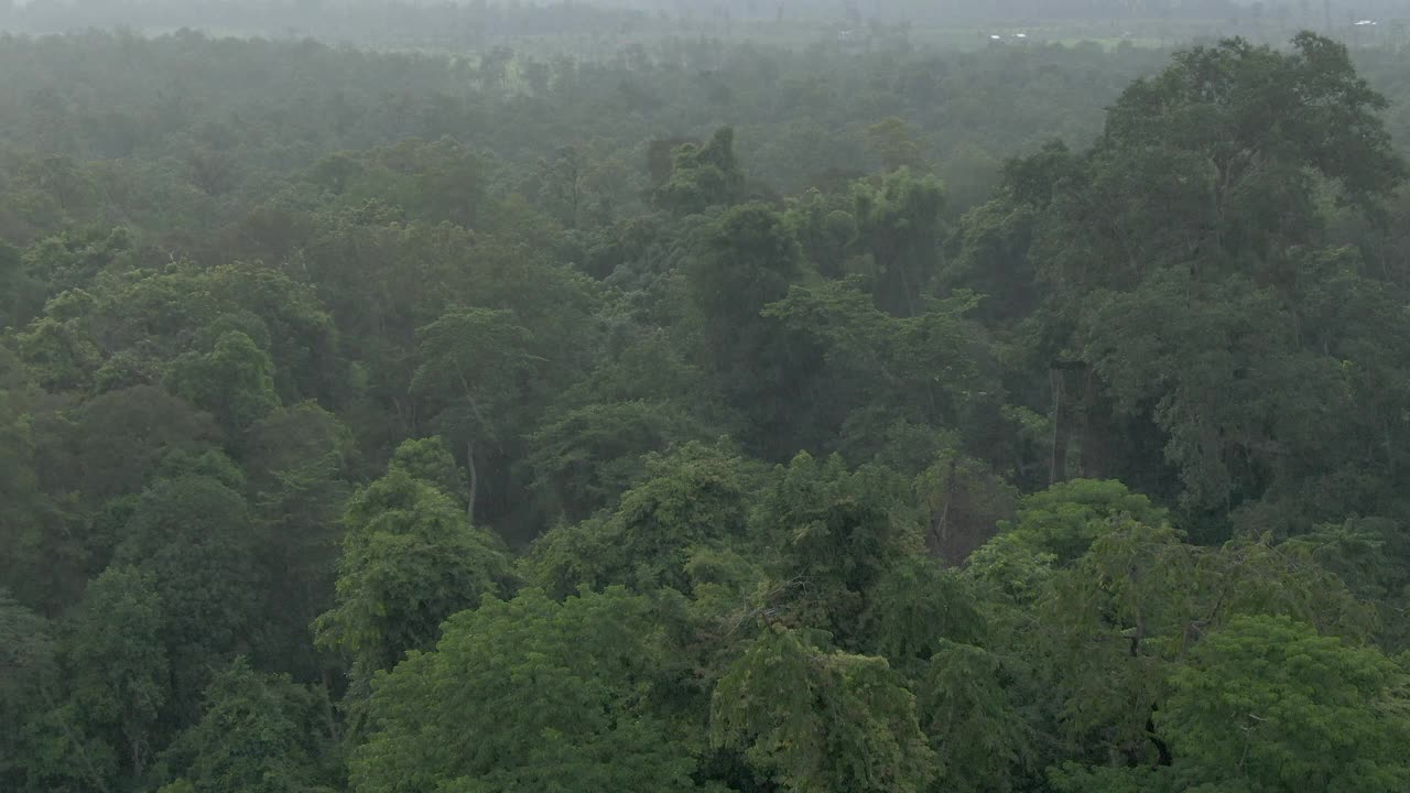 多莉拍摄的雨落在柬埔寨的一片森林里，那里居住着马蹄铁蝙蝠视频下载