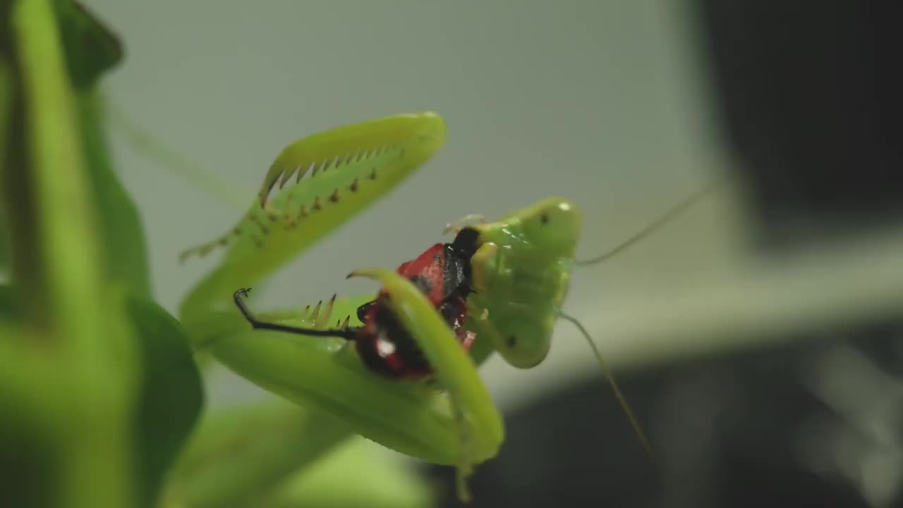 螳螂被抓到并吃掉了一只藏在树叶阴影下的昆虫视频下载