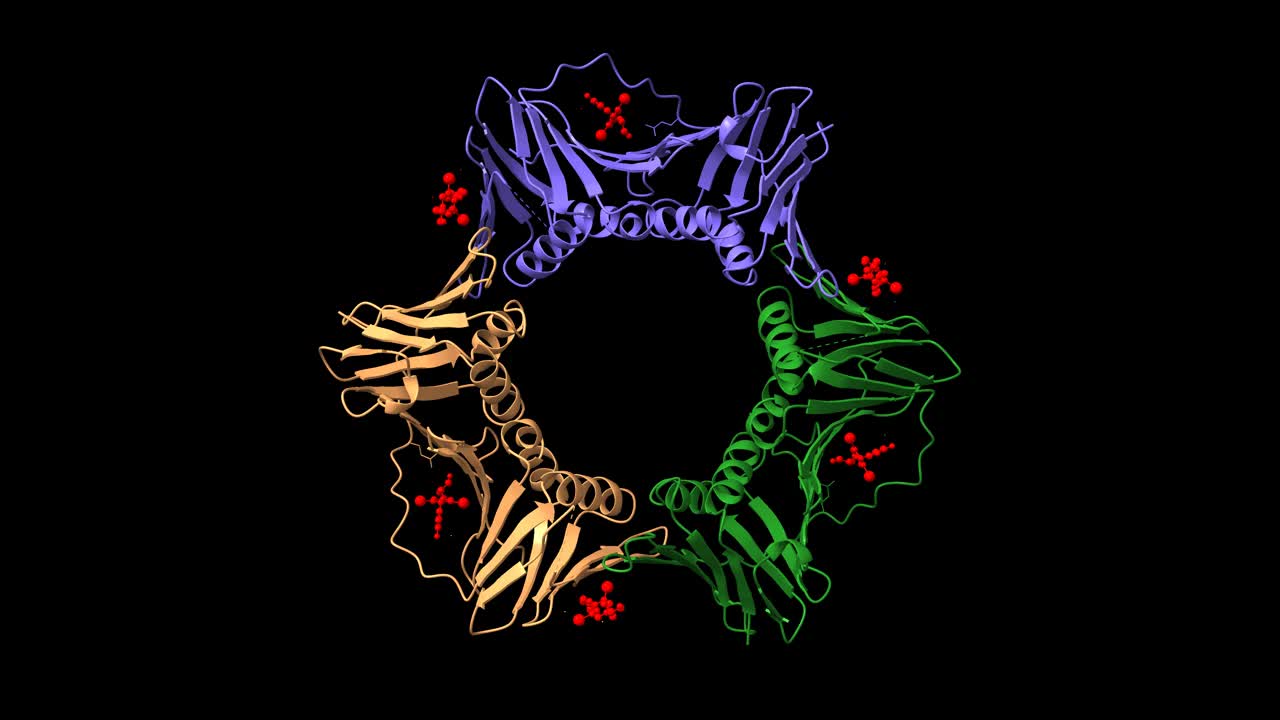 增殖细胞核抗原(PCNA)与小分子抑制剂结合的结构视频素材