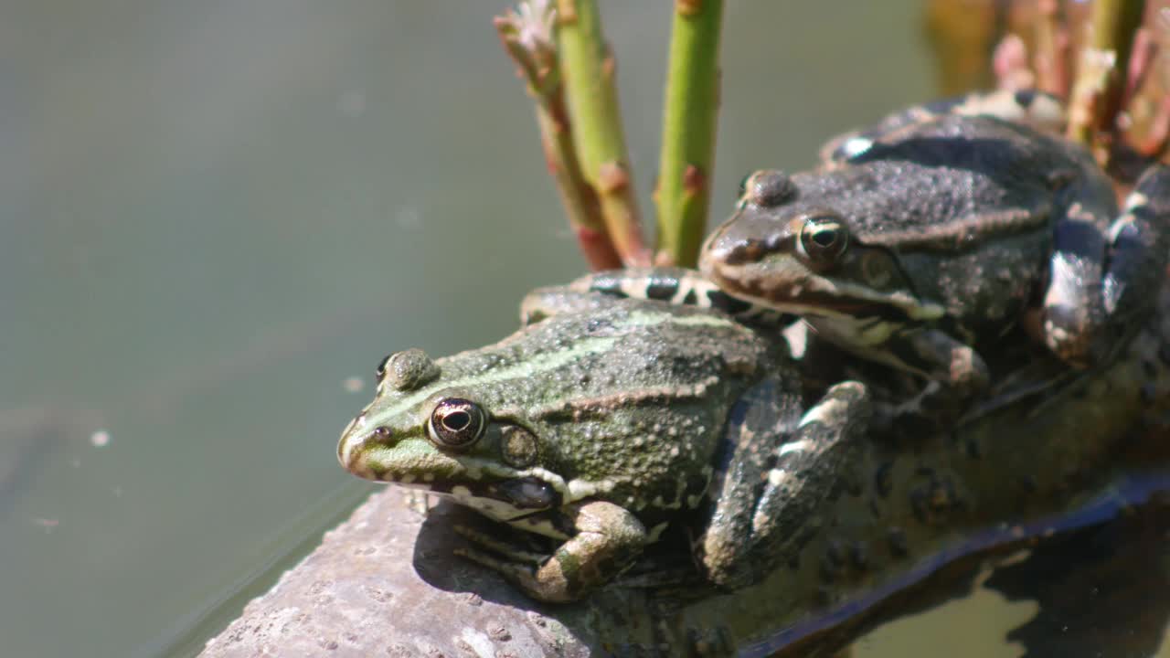 在交配季节，两只绿蛙(林蛙)在水里的树枝上。视频素材