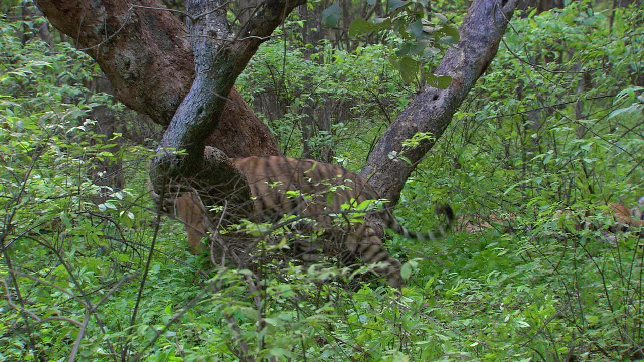 年轻的成年老虎在树上标记领地，它的兄弟躺在灌木丛中视频素材