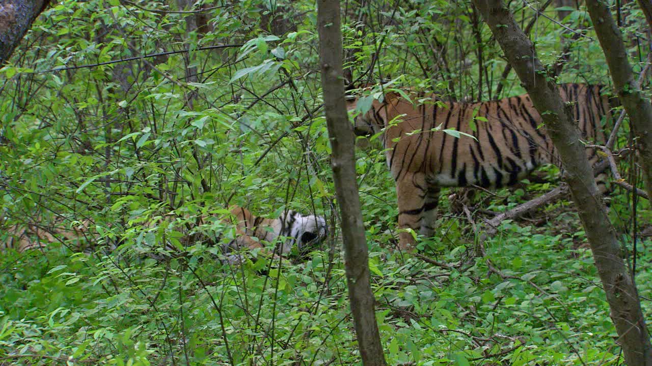 年轻的成年老虎统治它的兄弟在郁郁葱葱的森林-广泛的镜头视频素材