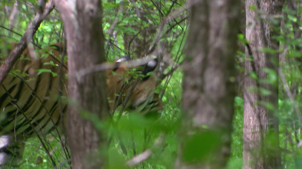 老虎看着猎物，在茂密的森林中穿过树林-中景视频素材