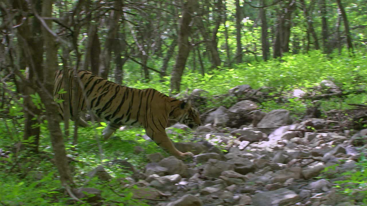 老虎看着猎物，在茂密的森林中潜行，走过树的区域-广泛的镜头视频素材