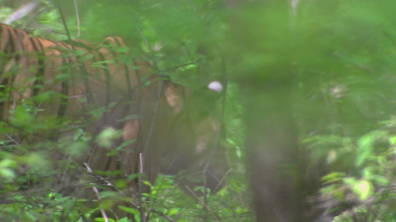 老虎潜行，看在茂密的树叶下的猎物-中景视频下载