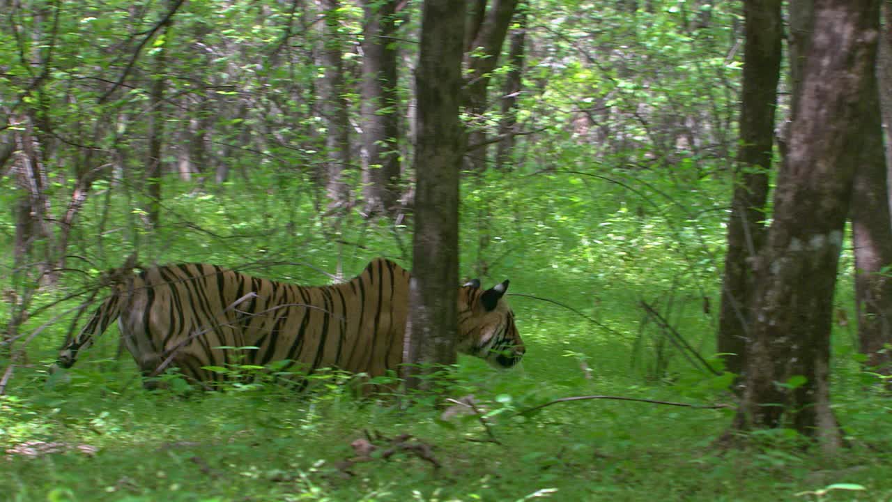 老虎看着猎物，在茂密的树叶和奔跑通过树的区域-广泛的射击视频素材