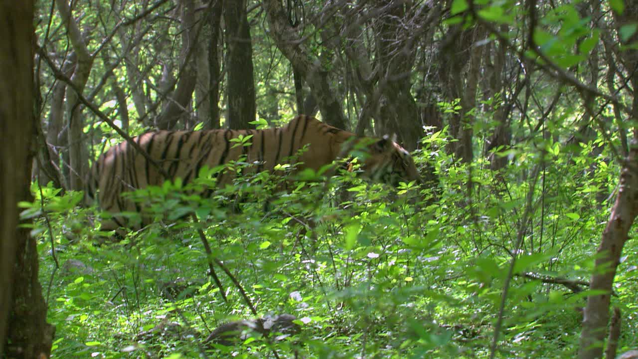 老虎看着猎物，在茂密的森林中潜行-广泛的镜头视频素材