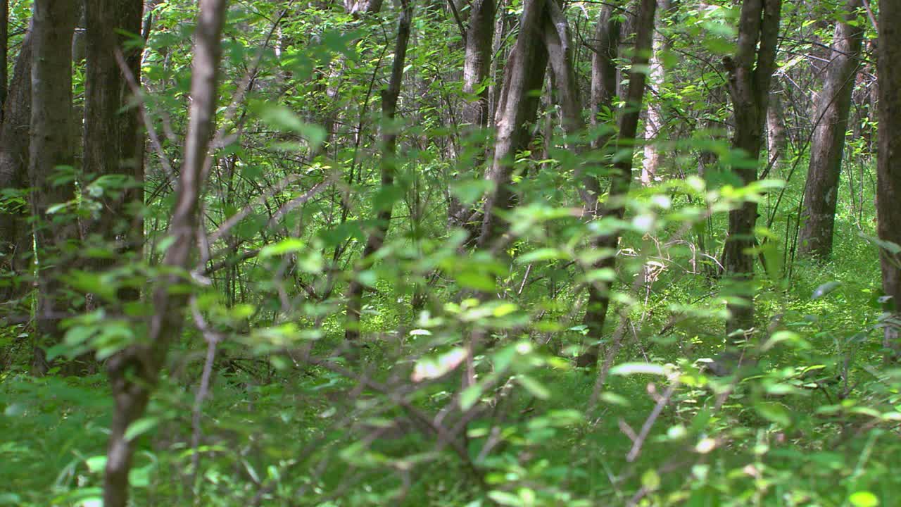 老虎走过茂密的树叶，潜行-广泛的镜头视频素材