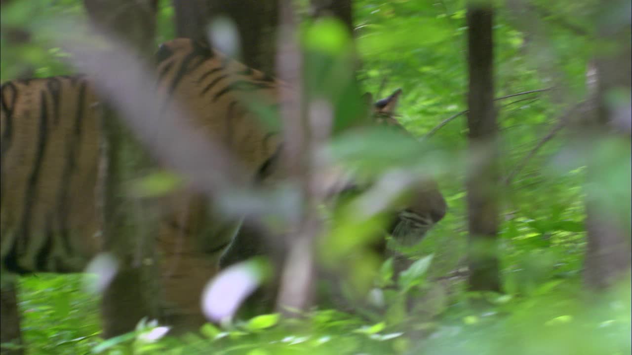 老虎走过茂密的树叶，潜行-中镜头视频素材