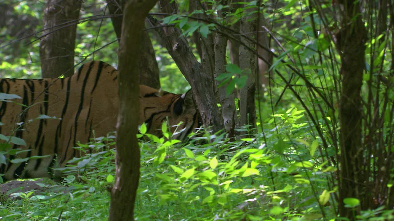老虎看着猎物，在茂密的树叶中潜行-中景视频素材