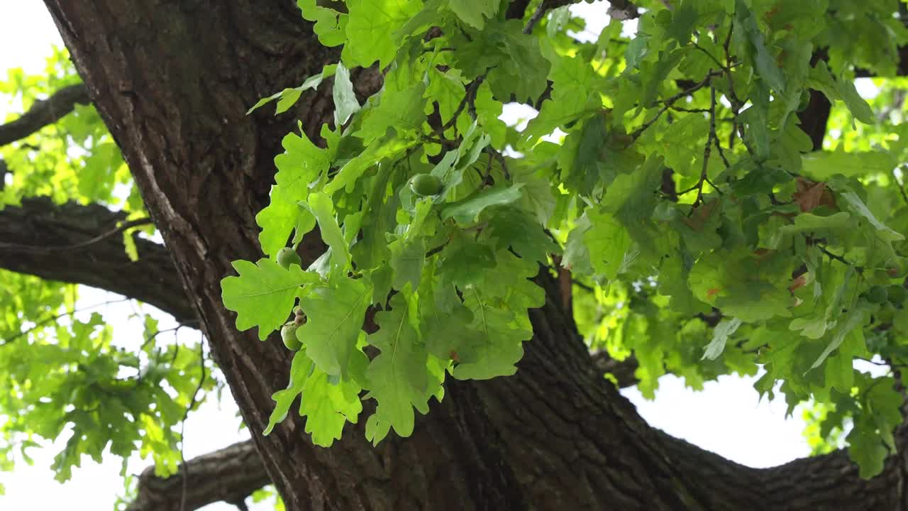 在阳光明媚的夏日里，有绿色橡子的橡树枝的特写镜头。视频4 k的决议视频下载