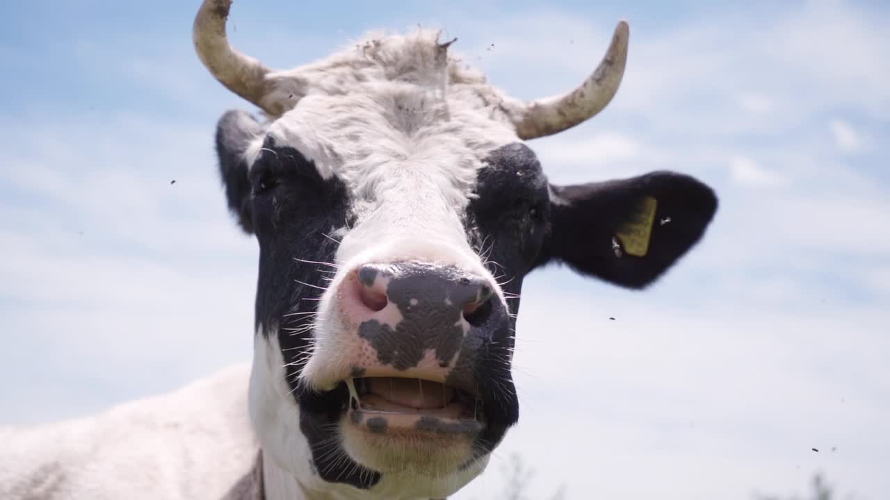 牛用它的头驱赶苍蝇，慢动作。奶牛躺在草地上咀嚼视频素材