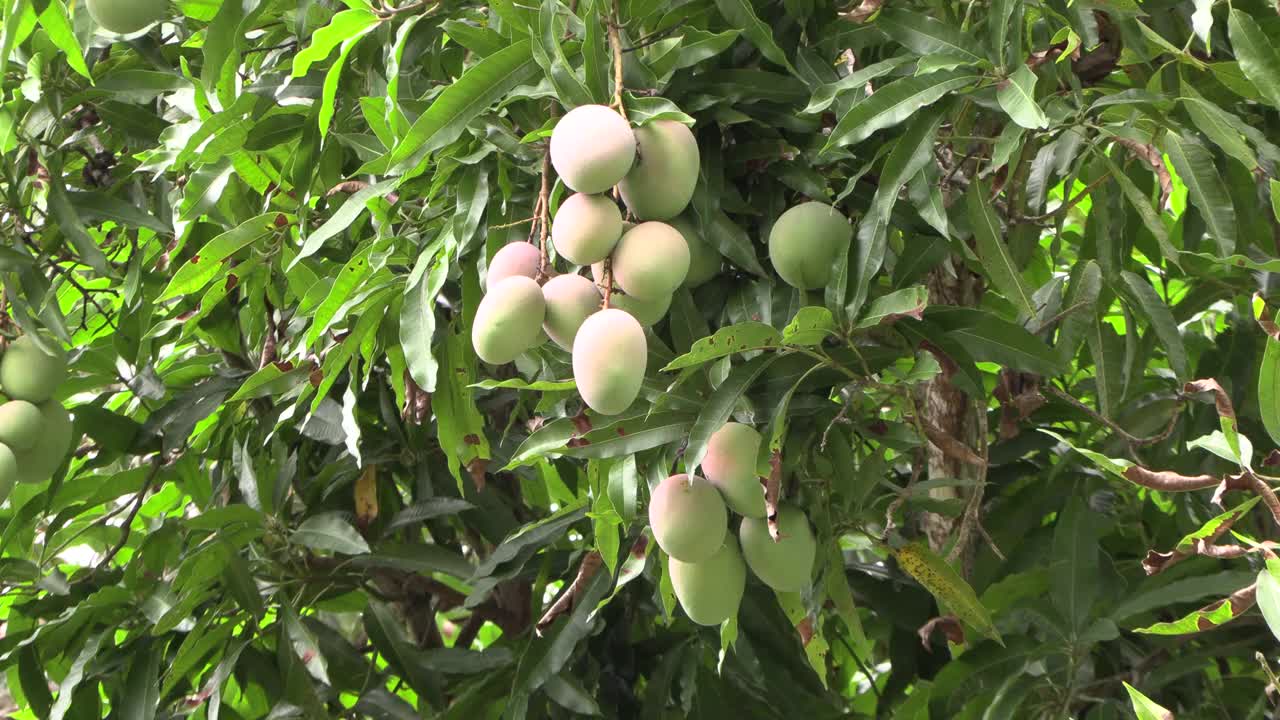 野生即将成熟的芒果在芒果树枝上绿叶背景素材4k UHD 50 FPS视频下载