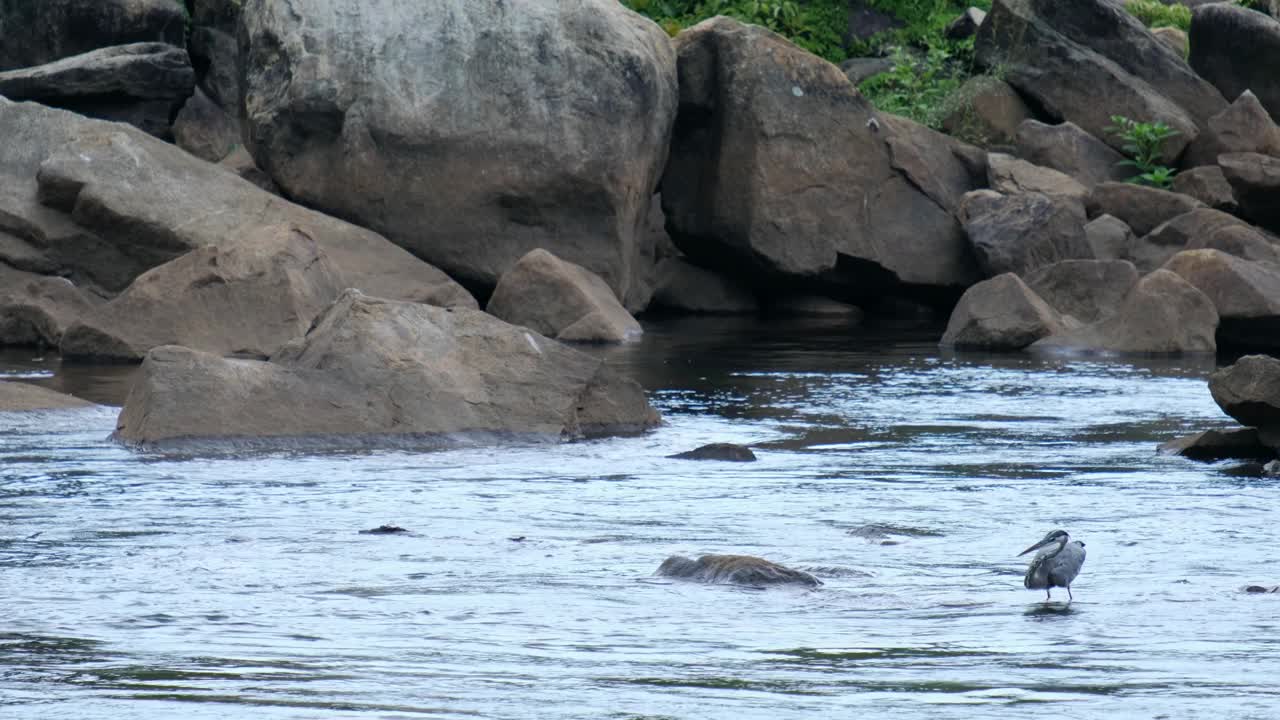一只巨大的蓝鹭跟踪着鱼，在第一次尝试失败后抓住并吃掉了一条小鱼。大卵石和快速流动的水围绕着涉水鸟。视频素材