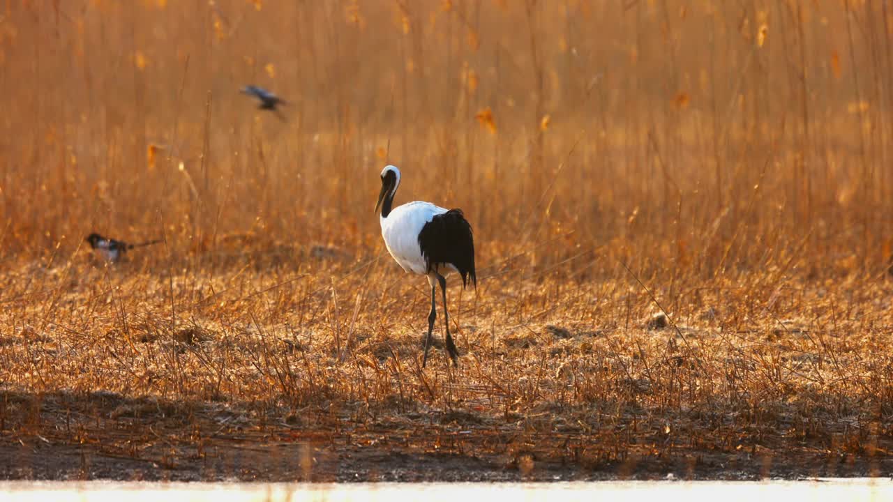 丹顶鹤在清晨的湿地漫步视频下载