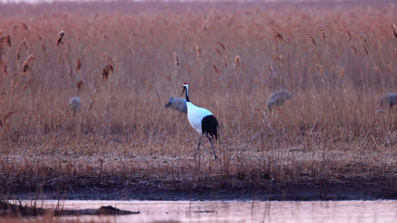 丹顶鹤在清晨的湿地漫步视频下载