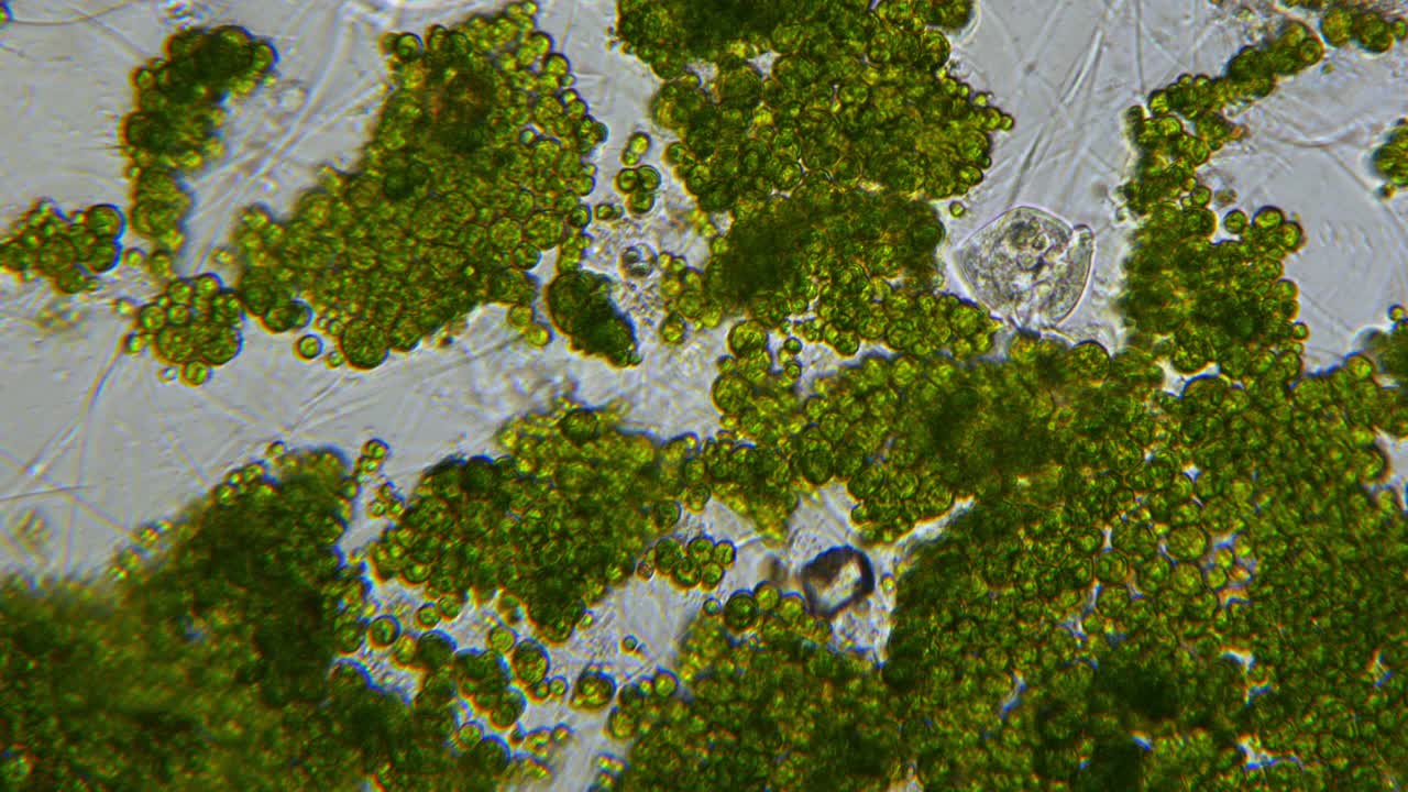 惊人的缩影。地球上所有生命的祖先。藻类和原生动物单细胞微生物。显微镜下的微生物。一滴淡水视频下载