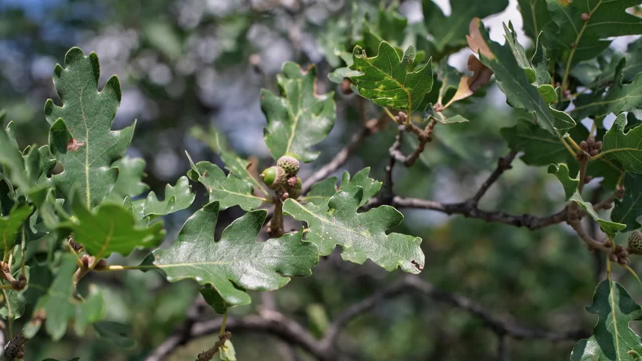 特写的绿色橡树叶子在树枝上的橡子。视频下载