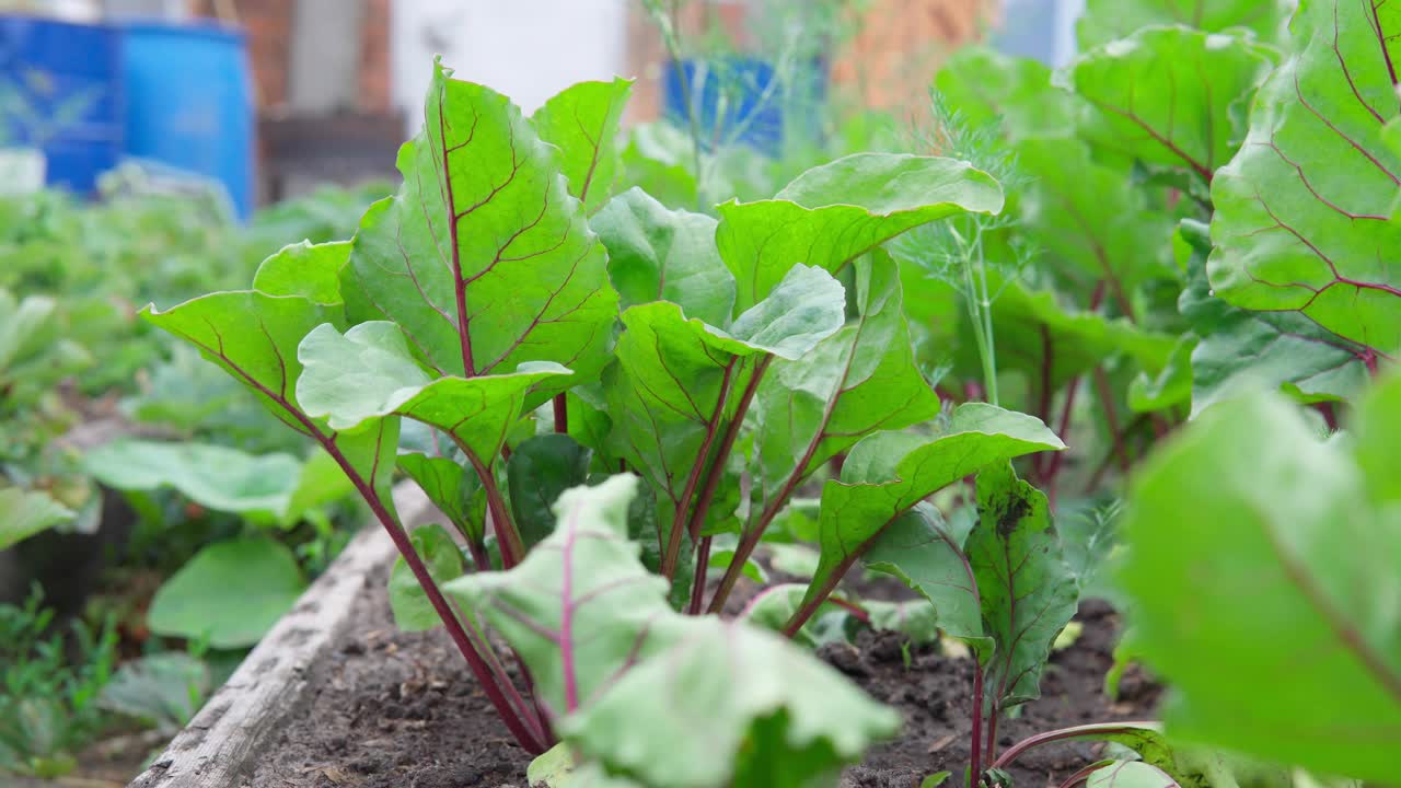 园艺和农业概念甜菜收获。纯素食的本土食品生产。视频下载