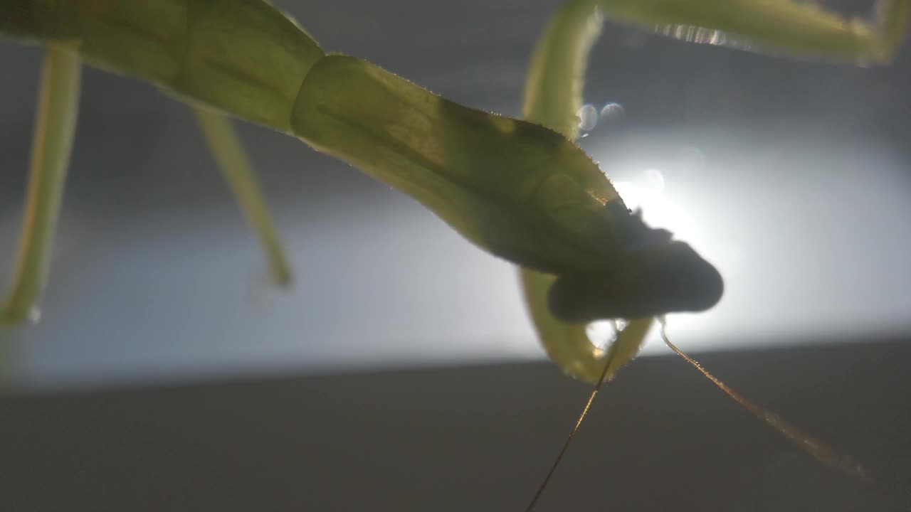 螳螂在人工空间里搜寻和探索视频下载