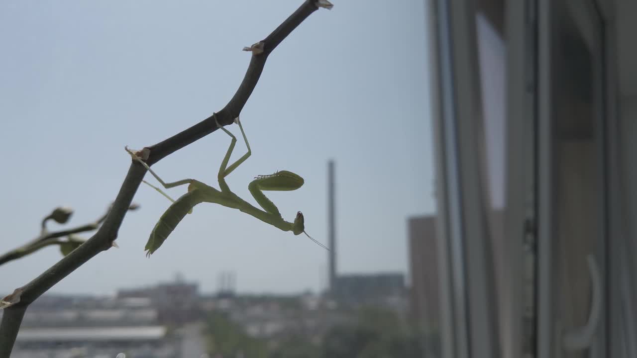 螳螂在窗前的剪影视频下载