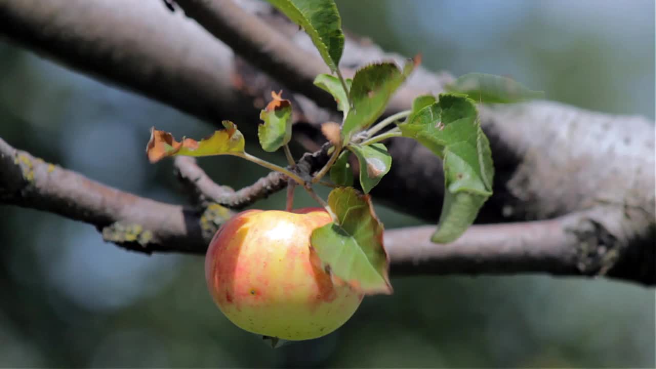 树枝上的成熟苹果。在果园里收获。农业的概念。果汁的广告视频素材