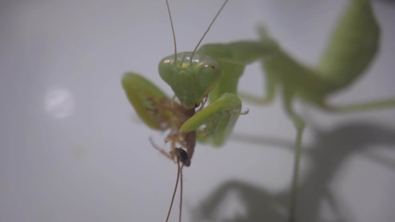 一只螳螂在人工空间里吃了一只甲虫，靠近点视频下载