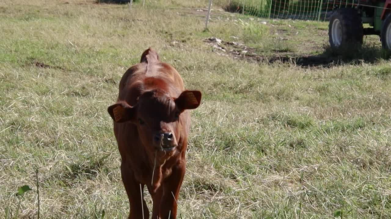 一群母牛和牛犊视频下载