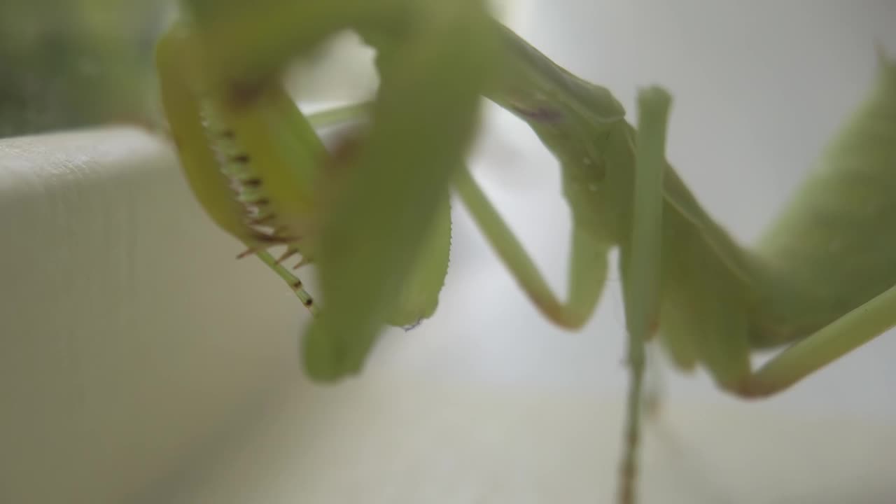 螳螂在人工空间里搜寻和探索视频下载