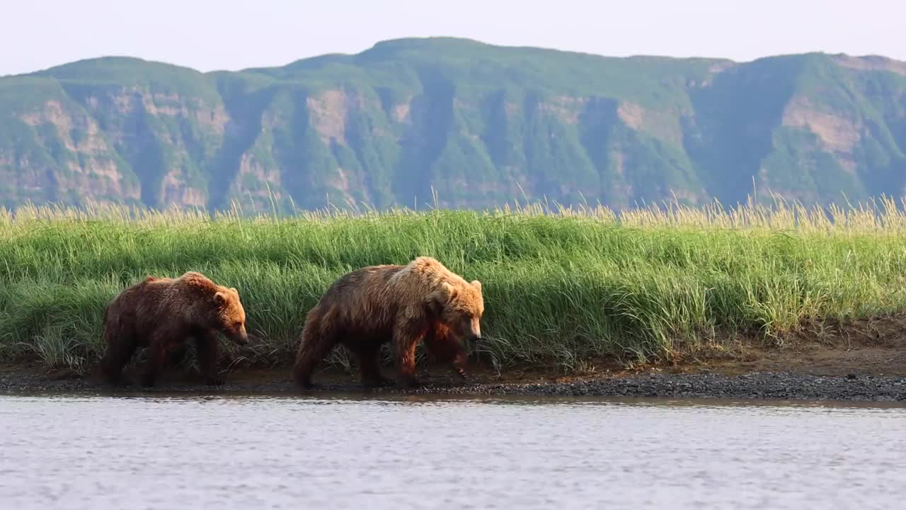 两只棕熊在散步视频素材