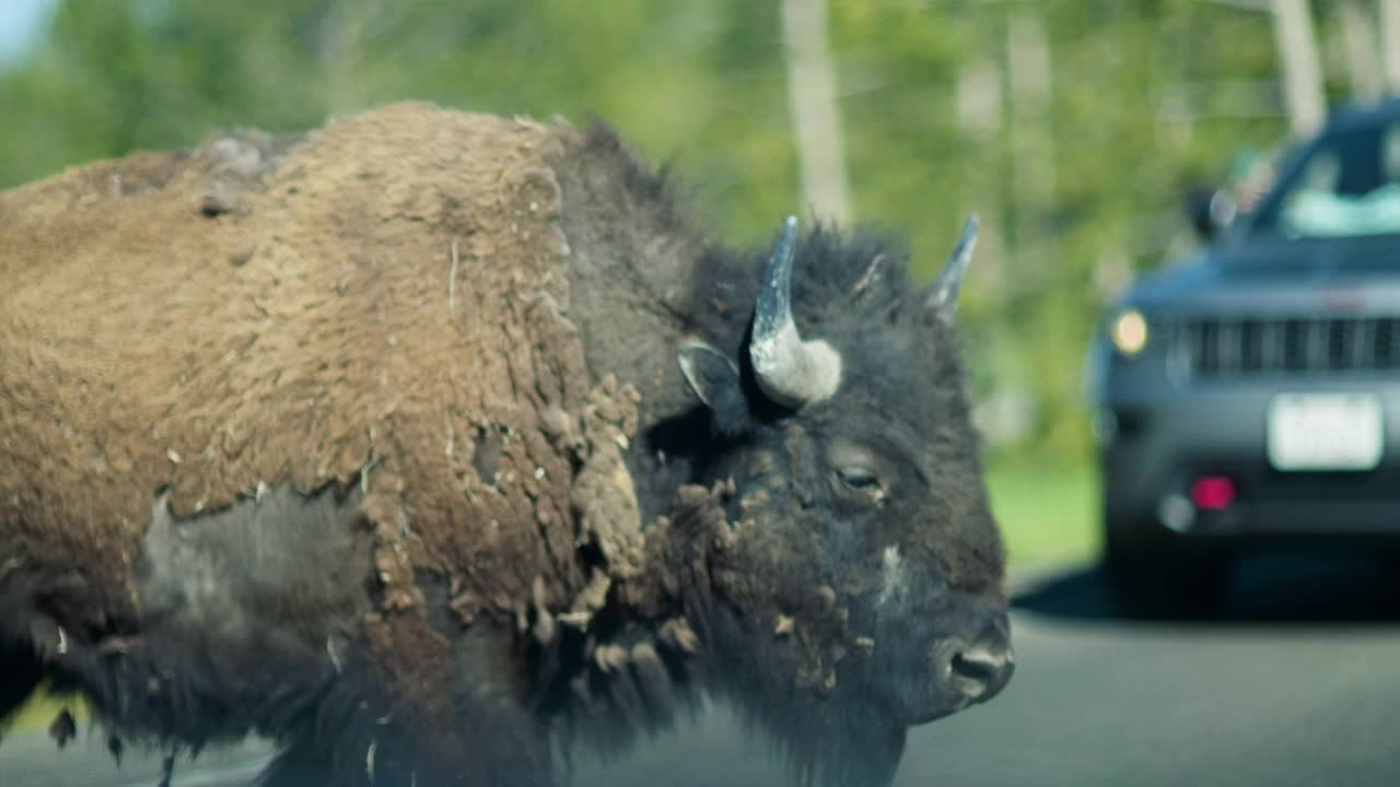 黄石国家公园中野牛过马路的特写慢动作电影视频下载