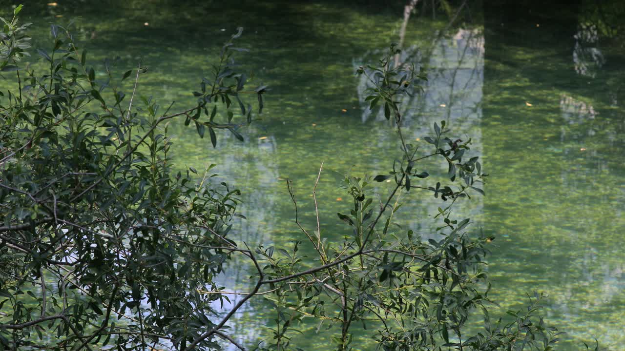 河水碧绿视频素材