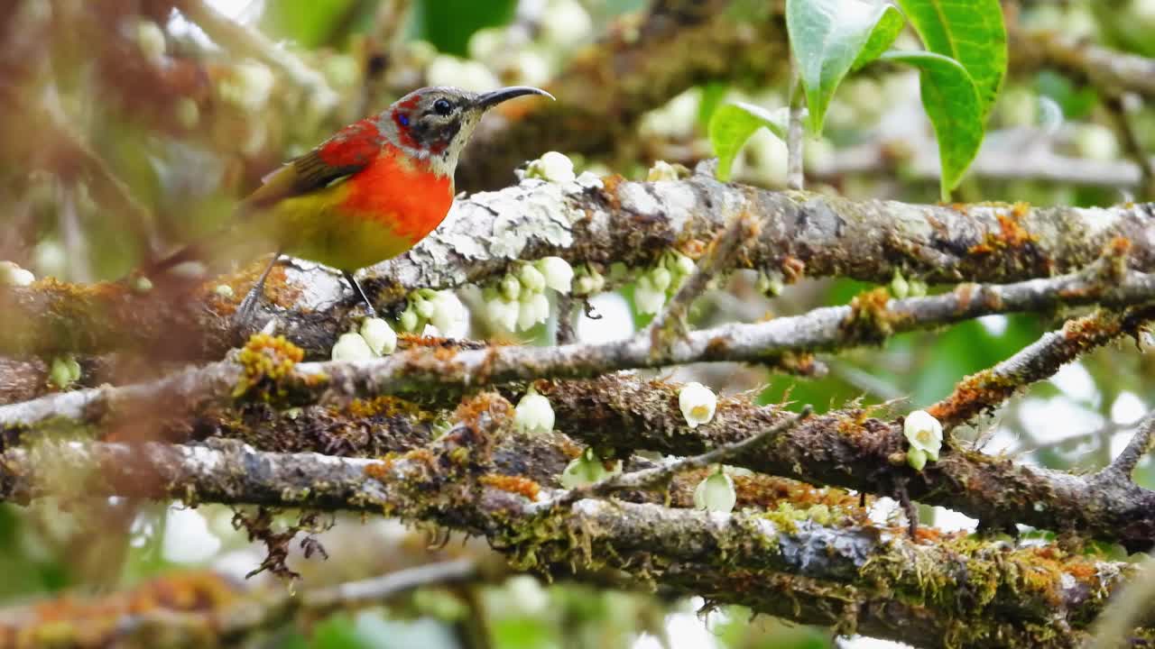 古尔德的太阳鸟泰国因达农国家公园的雄性自然鸟。视频下载