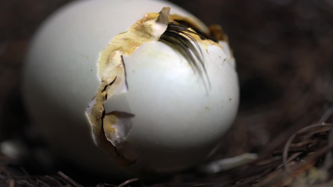 小鸭子孵化视频素材