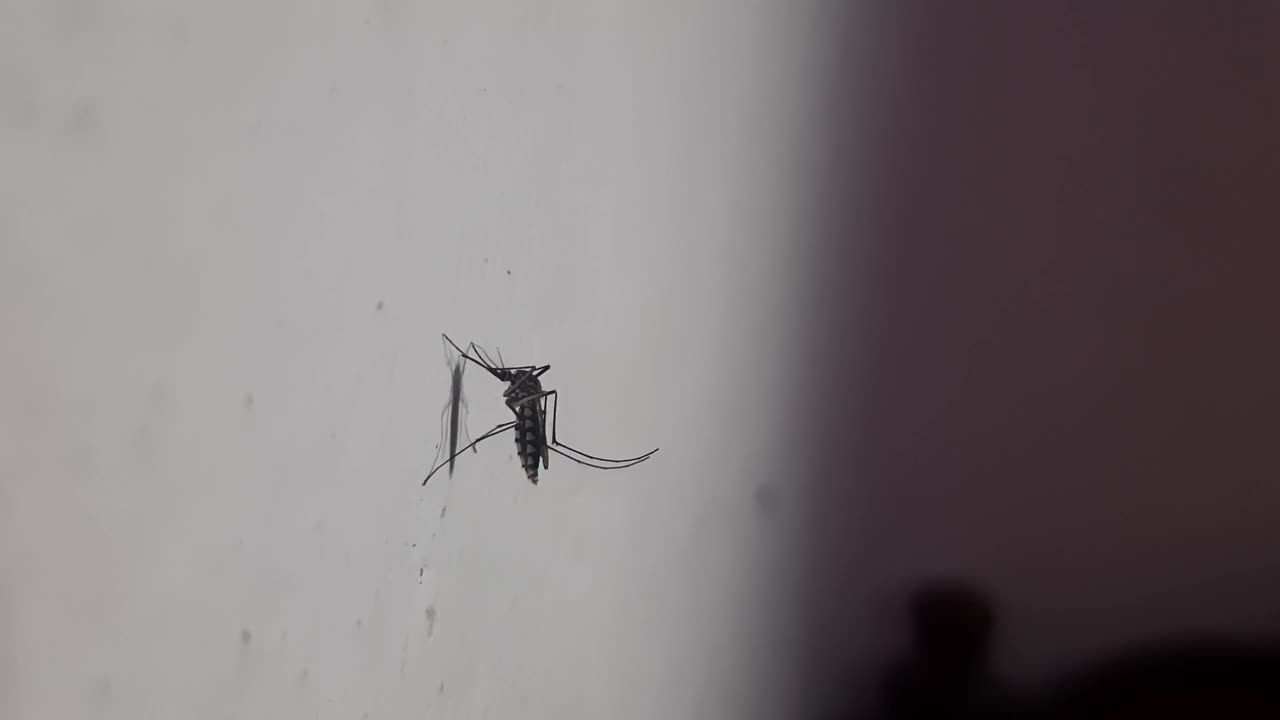 蚊子坐在墙上。视频下载