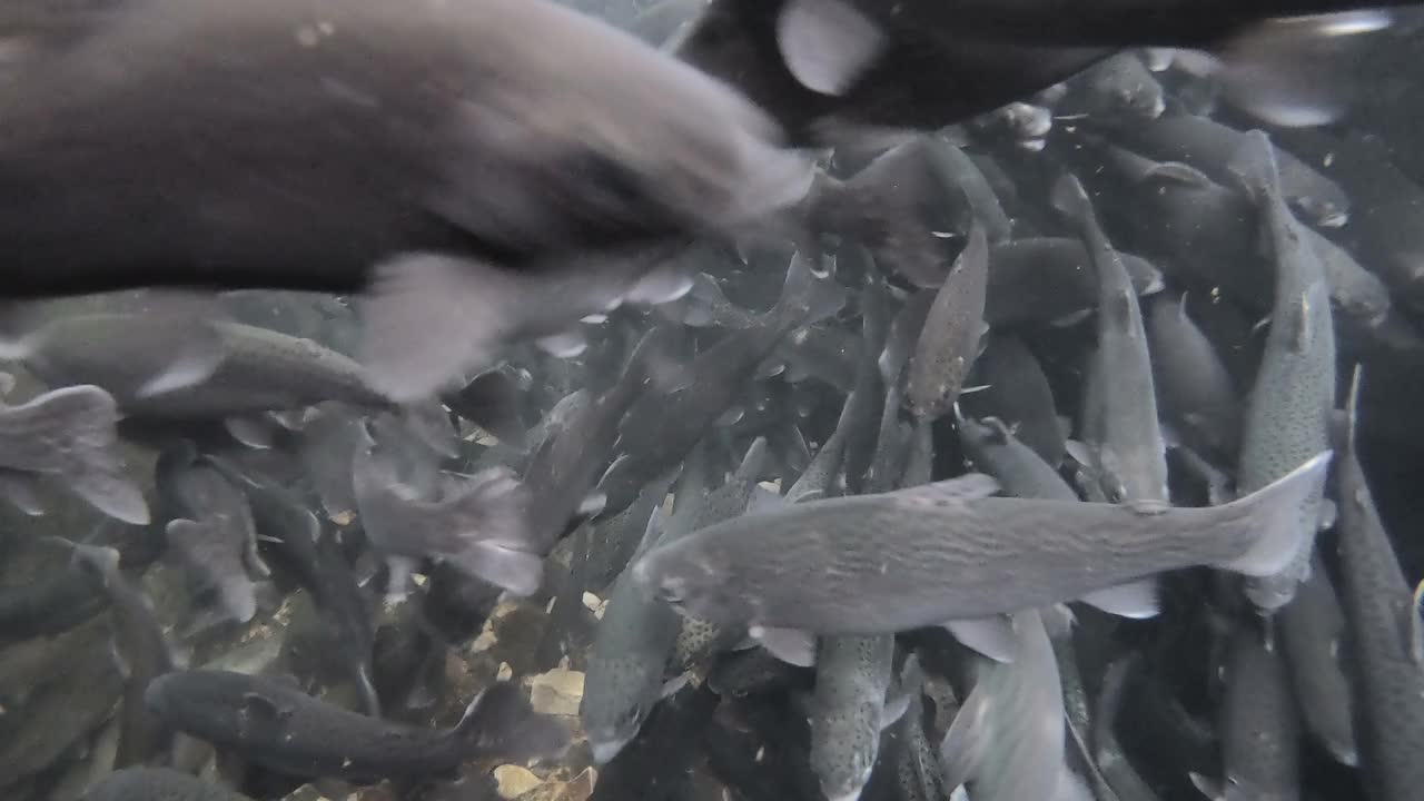 一群鳟鱼在游泳视频素材