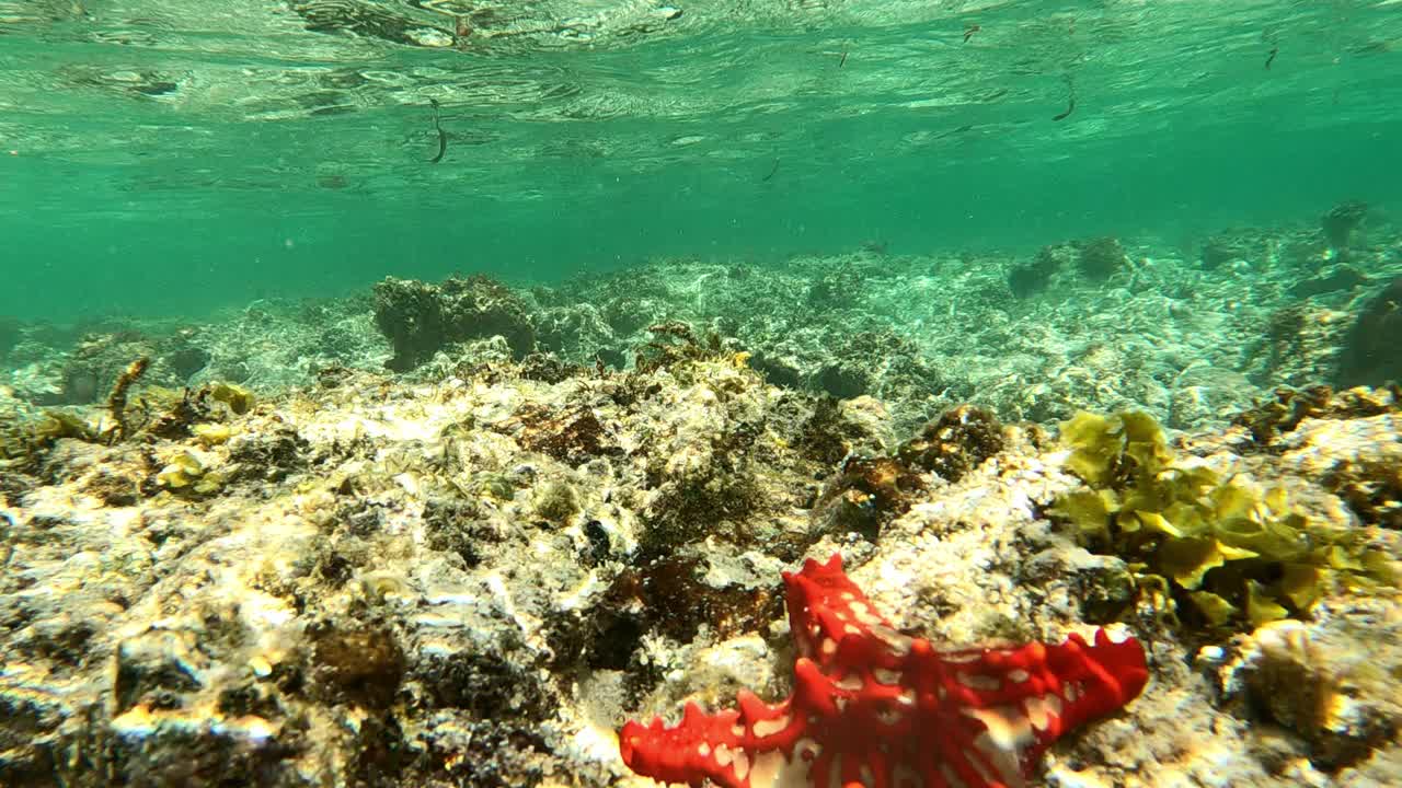 水下生活。热带海洋中有海星的珊瑚礁视频下载