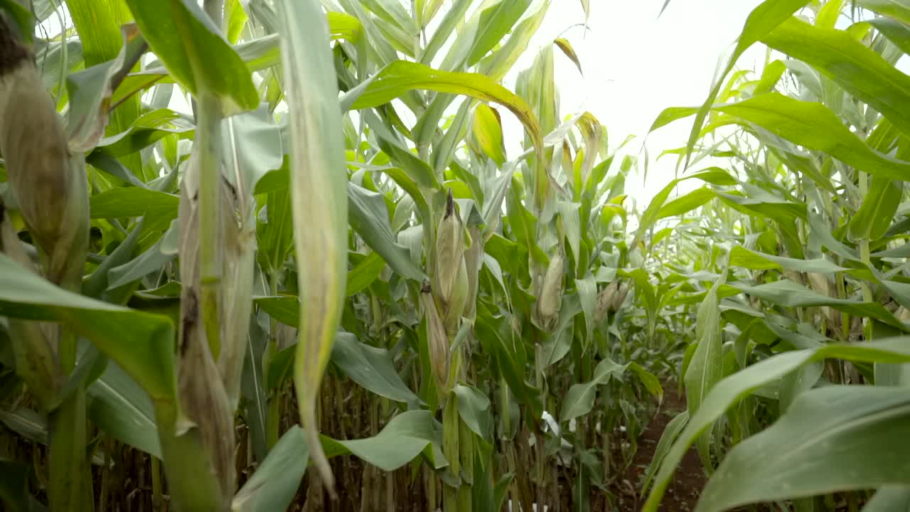 成行的玉米地。玉米在农场里生长。有机农业收获季节。长着玉米皮的玉米。视频素材