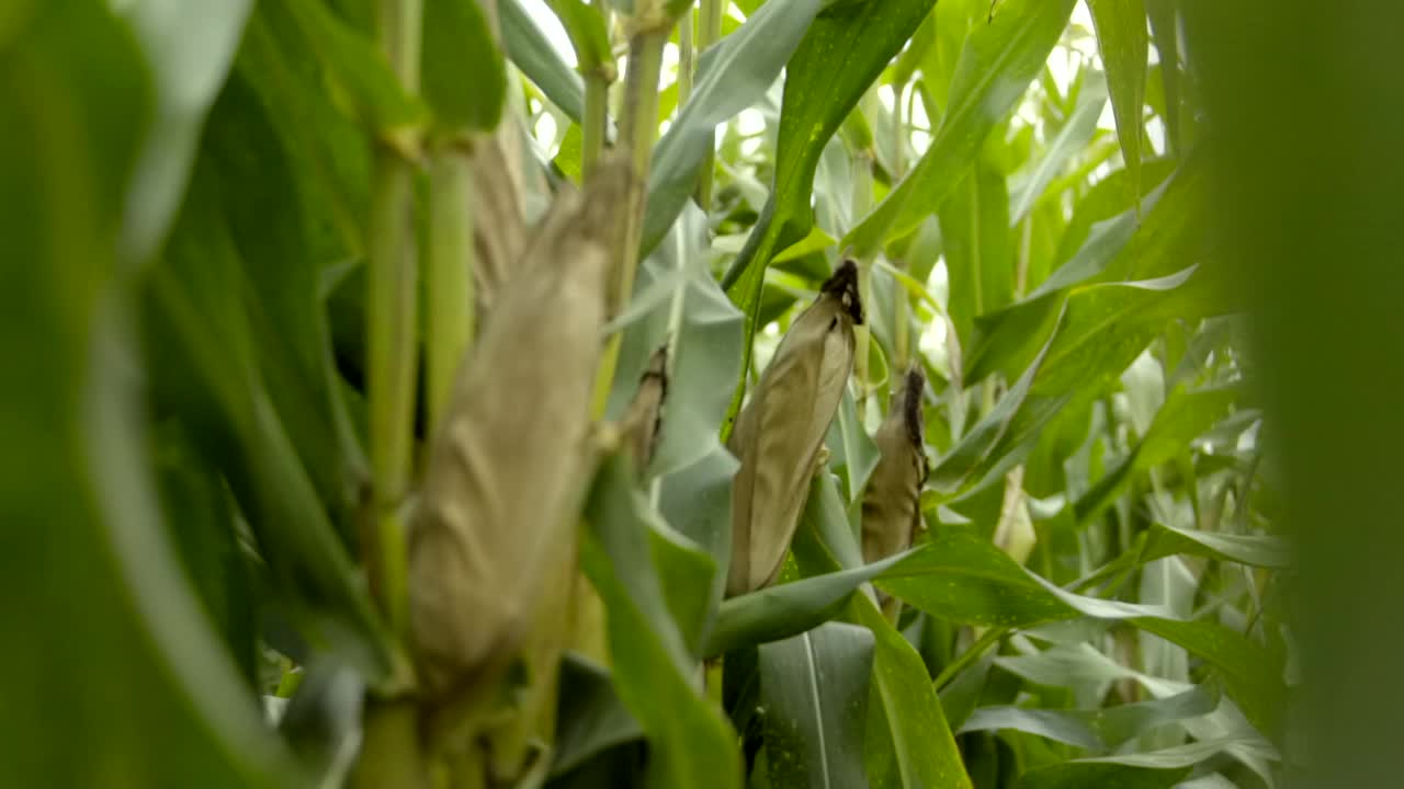 成行的玉米地。玉米在农场里生长。有机农业收获季节。长着玉米皮的玉米。视频素材