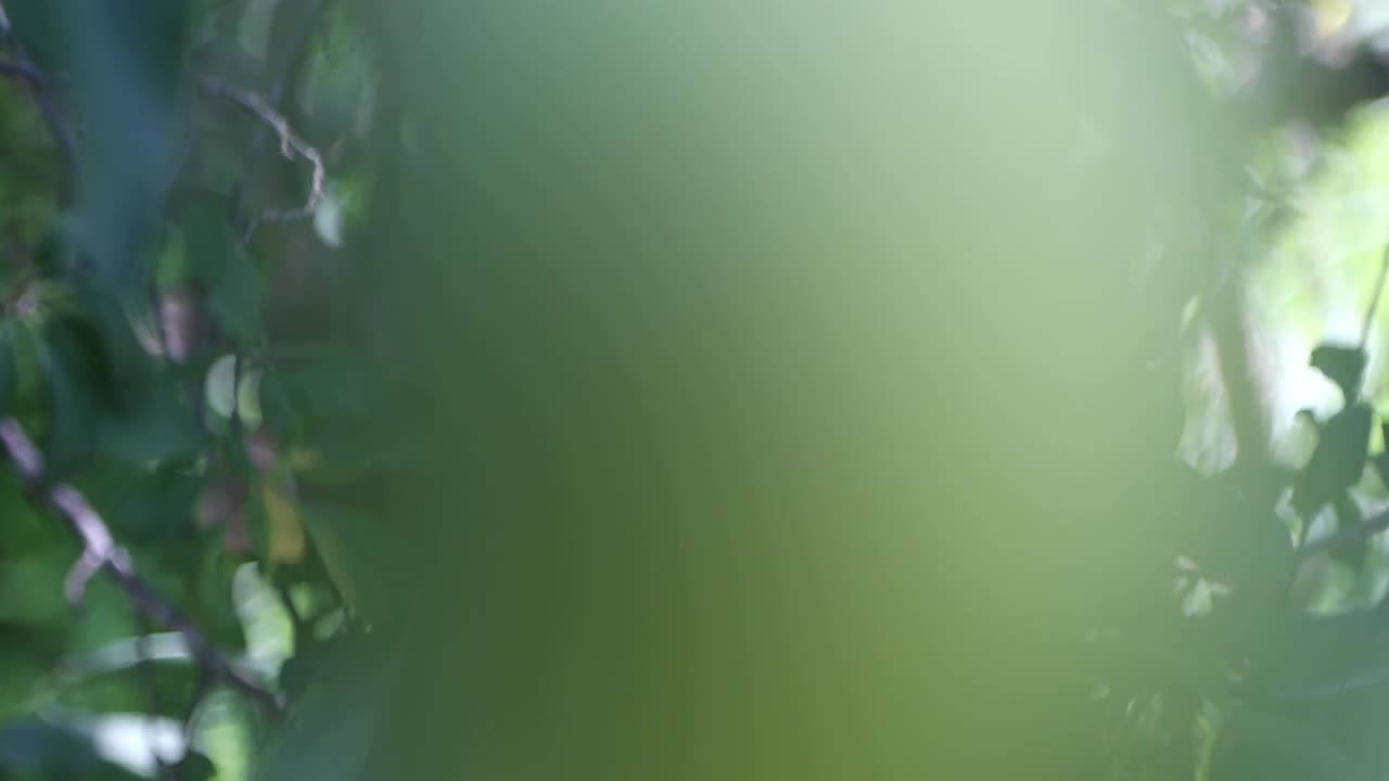 生的绿色芒果挂在树上的特写镜头视频下载