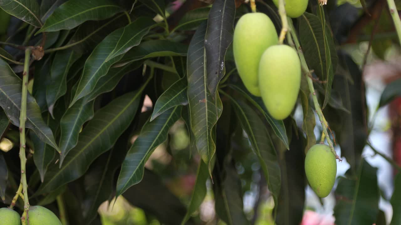 生的绿色芒果挂在树上的特写镜头视频下载