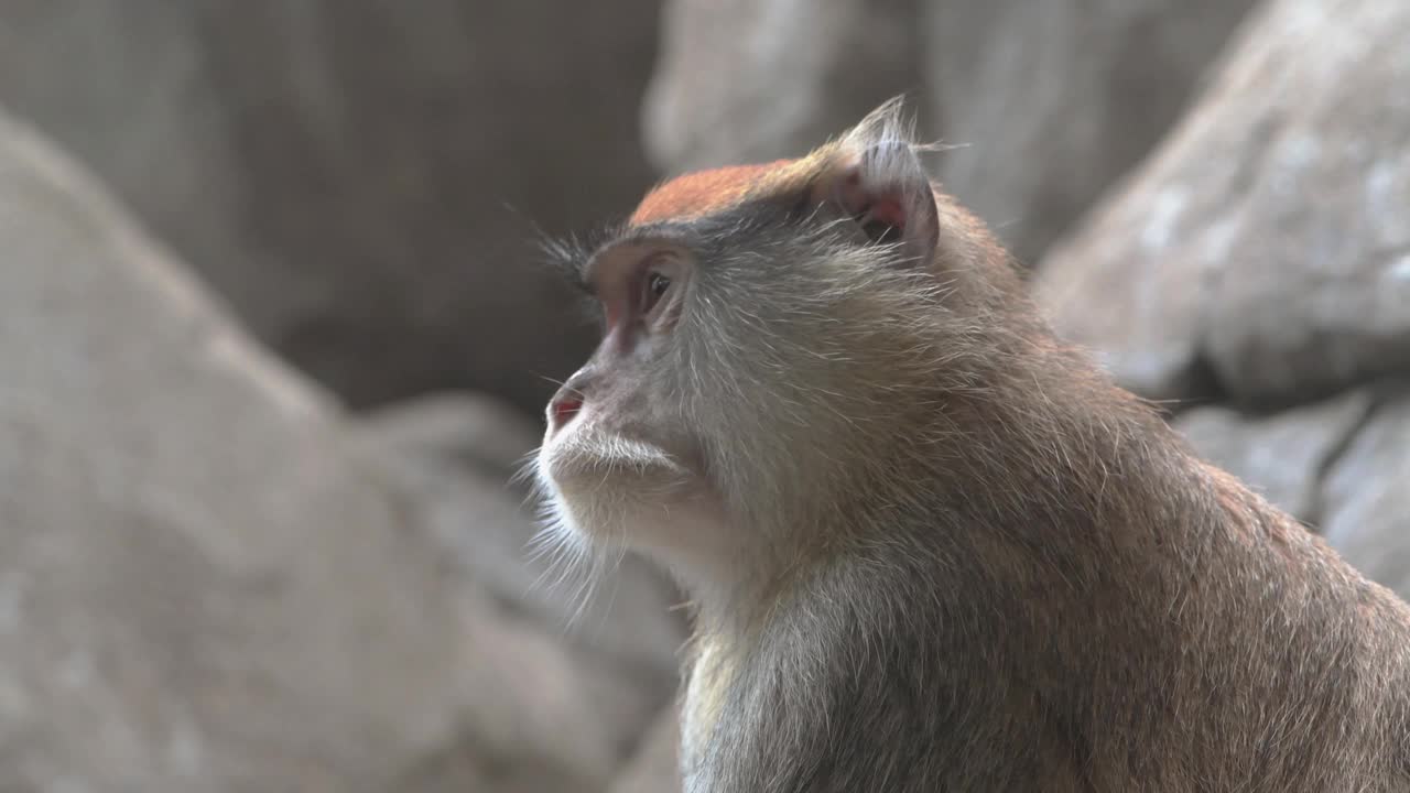 帕塔斯猴，帕塔斯红斑，近距离拍摄头部。视频下载