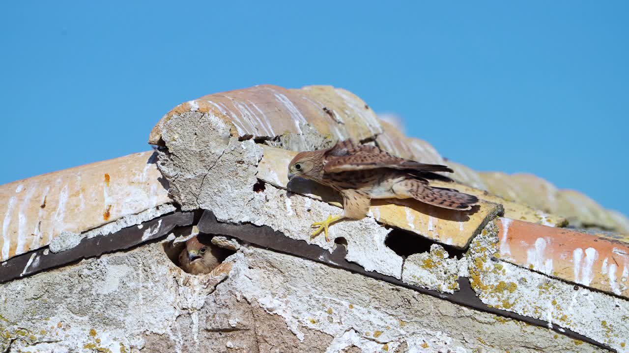 小红隼(Falco naumanni)在托莱多谷类田里的乡村住宅屋顶上繁殖。卡斯蒂亚-拉曼查，西班牙，欧洲视频素材