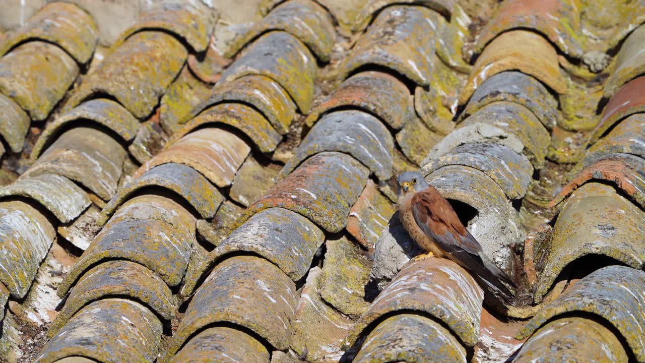小红隼(Falco naumanni)在托莱多谷类田里的乡村住宅屋顶上繁殖。卡斯蒂亚-拉曼查，西班牙，欧洲视频素材