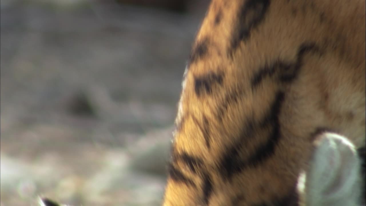 老虎幼崽条纹的特写镜头视频下载
