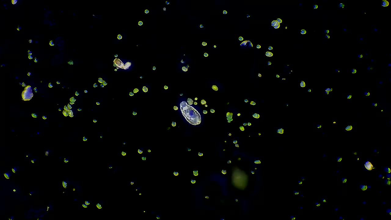 微生物轮虫，暗场显微镜视频下载