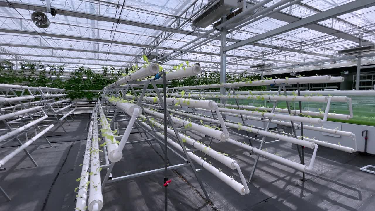 在美丽的现代园艺温室中种植蔬菜，新型农业技术视频素材