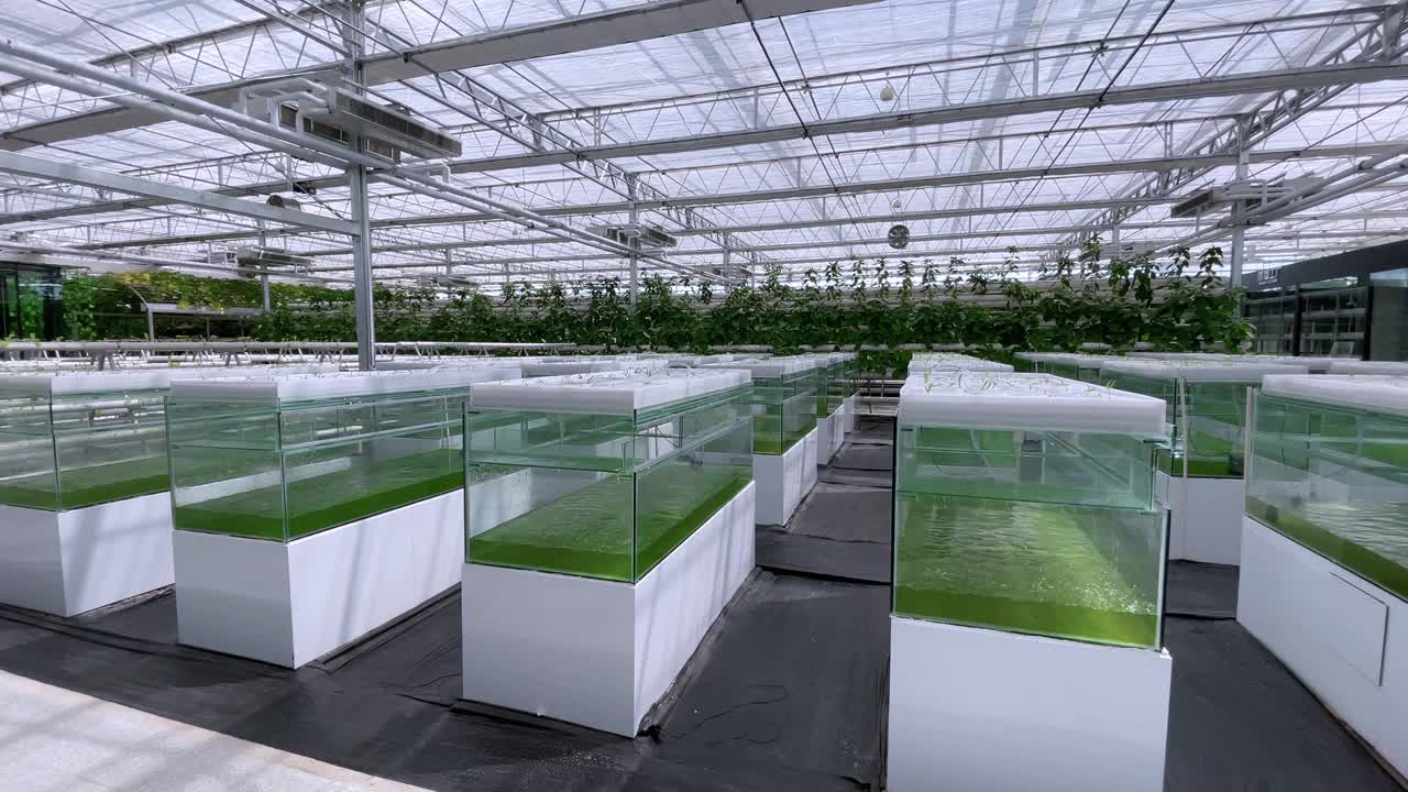在美丽的现代园艺温室中种植蔬菜，新型农业技术视频下载